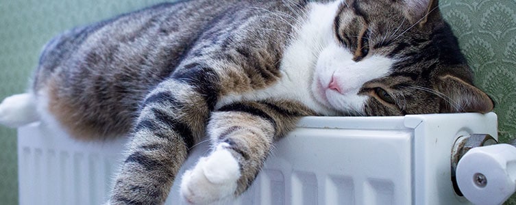 cat on radiator